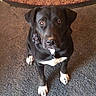 dog, black_dog, white_paws, white_chest, carpet, rug, indoor, pet, animal, looking_up, sitting, floor, canine, mammal, ears, collar, fur, eyes, domestic_animal, attention