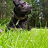 dog, black_dog, grass, outdoor, forest, nature, collar, pet, canine, animal, relaxing, greenery, daylight, mammal, portrait, lying_down, watchful, peaceful, summer, scenic