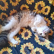 Daisy is registered to the contest to win money with this photo: cat, fluffy, sunflower, blanket, animal, pet, relaxed, lying_down, feline, cute, pattern, colorful, cozy, fur, indoor, soft, whiskers, tail, playful, resting