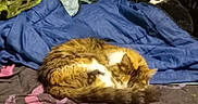 Daisy is registered to the contest to win money with this photo: bed, blanket, brown, calm, cat, comfort, cozy, domestic_animal, feline, fur, indoor, nap, orange, plush_toy, resting, sleeping, soft, tabby, tail, white