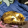 Daisy is registered to the contest to win money with this photo: cat, sleeping, bed, blanket, plush_toy, fur, cozy, indoor, resting, calm, brown, white, orange, tabby, soft, tail, comfort, domestic_animal, nap, feline