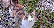 Daisy joined the competition — help win amazing prizes! cat, calico, animal, pet, outdoor, greenery, rocks, gravel, curious, feline, tail, nature, garden, mammal, whiskers, ears, alert, walking, small_rock, playful