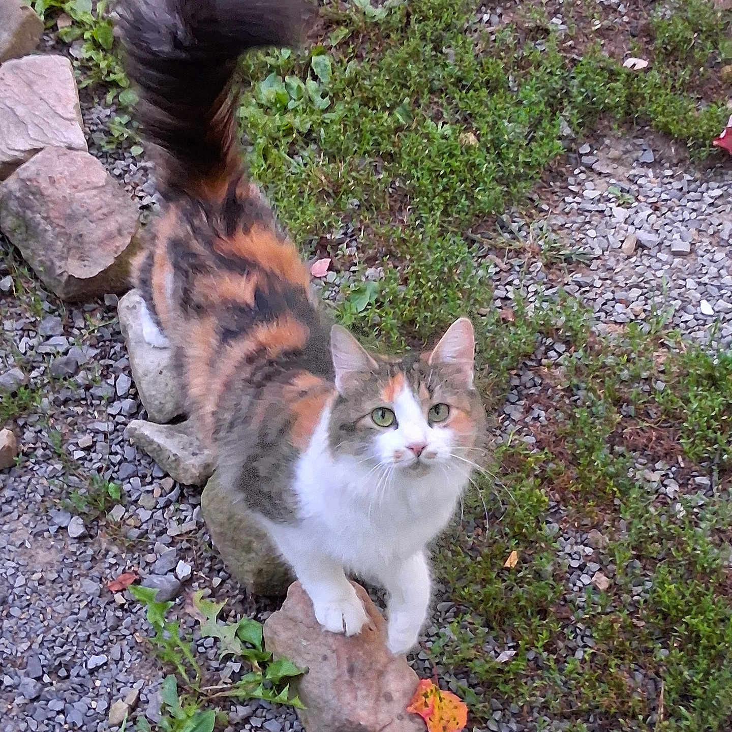 Daisy joined the competition — help win amazing prizes! cat, calico, animal, pet, outdoor, greenery, rocks, gravel, curious, feline, tail, nature, garden, mammal, whiskers, ears, alert, walking, small_rock, playful