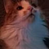 Daisy joined the competition — help win amazing prizes! animal, blurred, cat, close_up, cute, face, feline, fluffy, fur, grainy, head, indoor, looking_up, noisy, orange, pet, portrait, soft_light, whiskers, white