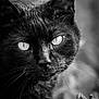 animal, black_and_white, black_cat, close_up, cute, eyes, face, focused, fur, intense, macro, mammal, monochrome, nature, outdoor, pet, plant, portrait, whiskers, wildlife