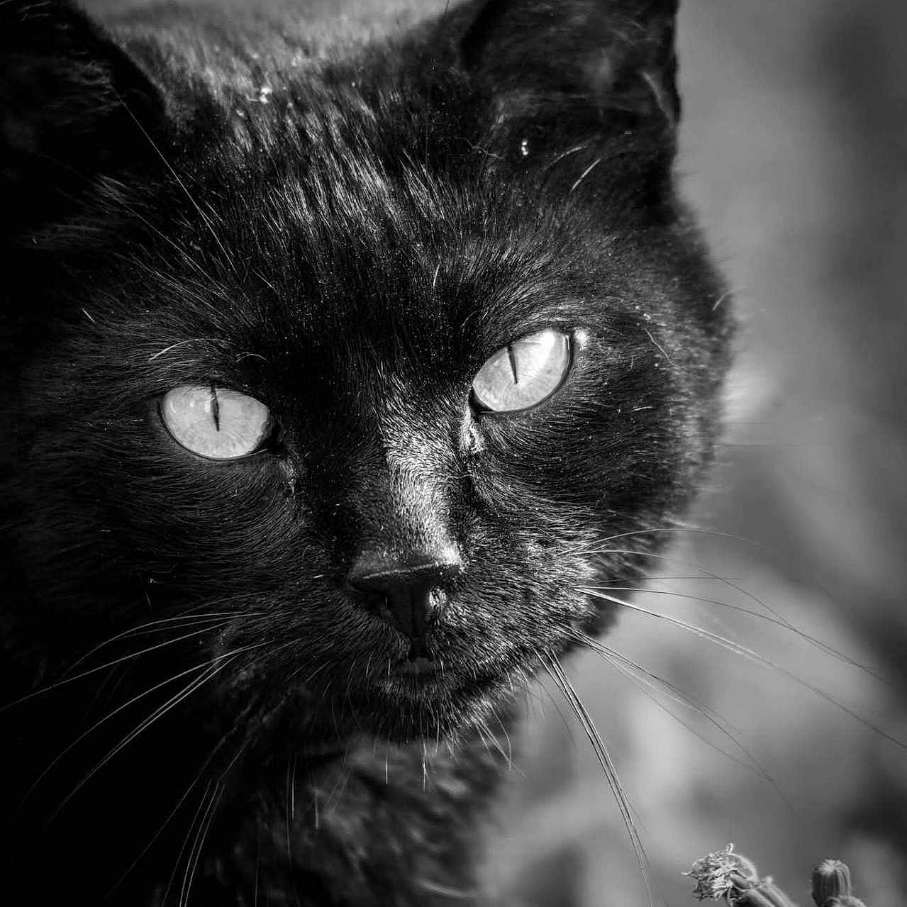 Comics participe au concours pour gagner de l'argent avec cette photo : animal, black_and_white, black_cat, close_up, cute, eyes, face, focused, fur, intense, macro, mammal, monochrome, nature, outdoor, pet, plant, portrait, whiskers, wildlife