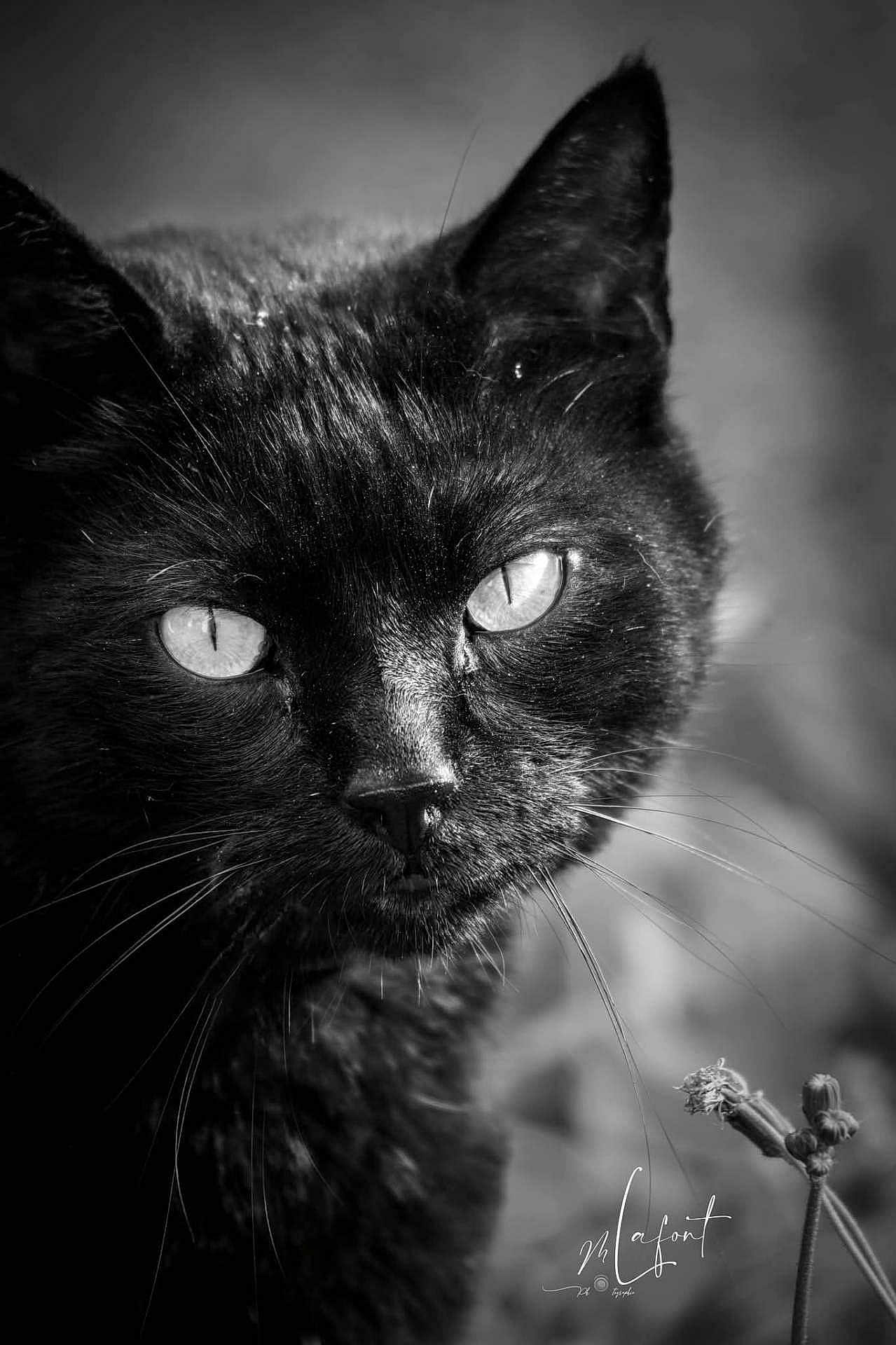 Comics participe au concours pour gagner de l'argent avec cette photo : animal, black_and_white, black_cat, close_up, cute, eyes, face, focused, fur, intense, macro, mammal, monochrome, nature, outdoor, pet, plant, portrait, whiskers, wildlife