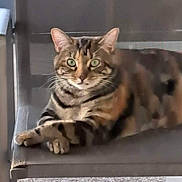 Sabrina is registered to the contest to win money with this photo: cat, tabby, green_eyes, chair, furniture, relaxed, lounging, paws, indoor, pet, animal, fur, striped, whiskers, looking, portrait, close_up, comfortable, resting, mesh_chair