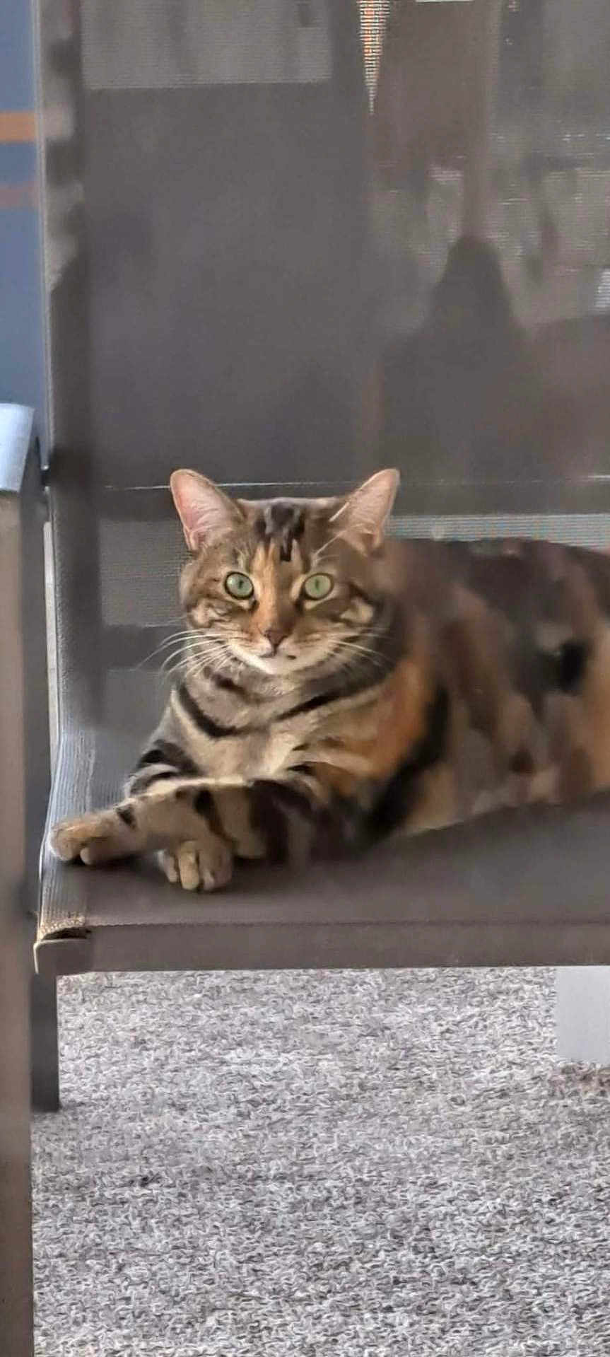 Sabrina is registered to the contest to win money with this photo: cat, tabby, green_eyes, chair, furniture, relaxed, lounging, paws, indoor, pet, animal, fur, striped, whiskers, looking, portrait, close_up, comfortable, resting, mesh_chair