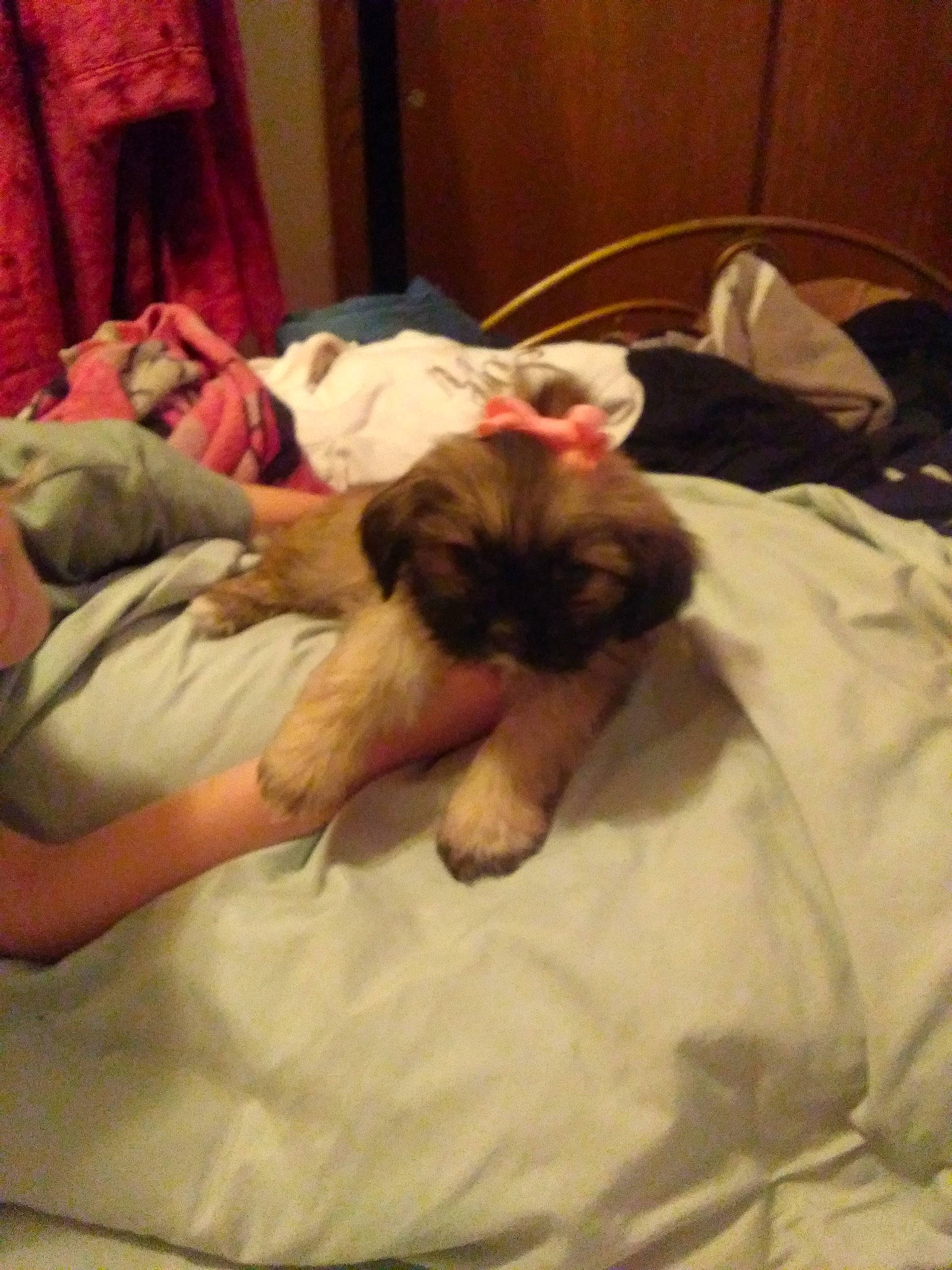 Macy Mae joined the competition — help win amazing prizes! bed, bed_sheet, bedding, bedroom, bedtime, canidae, carnivore, comfort, companion_dog, dog_breed, duvet, fawn, felidae, flesh, fur, human_leg, linens, nap, small_to_medium_sized_cats, sporting_group