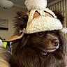animal, brown, calm, canine, closeup, cozy, cute, dog, domestic_animal, expression, fluffy, fur, hat, headwear, indoor, pet, pom_pom, portrait, side_view, warm_lighting
