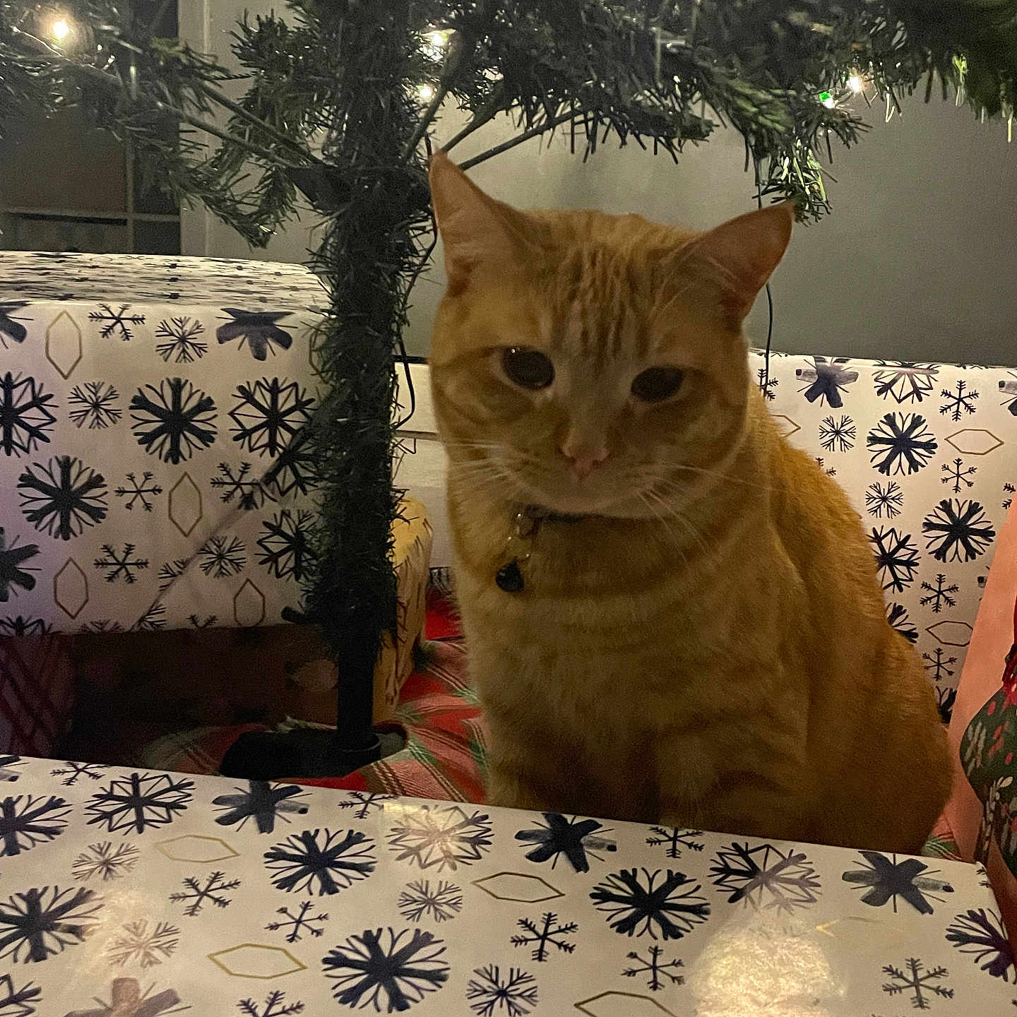 Pumpkin joined the competition — help win amazing prizes! animal, architecture, bed, bedroom, building, cat, couch, cushion, furniture, homedecor, indoors, interiordesign, lighting, livingroom, pet, plant, pottedplant, room, tree, vegetation