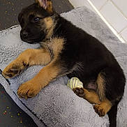 Kobe joined the competition — help win amazing prizes! puppy, german_shepherd, dog, pet, bed, toy, sleepy, fluffy, paw, black_and_tan, cute, indoors, resting, fur, young, animal, canine, companion, relaxed, lying_down