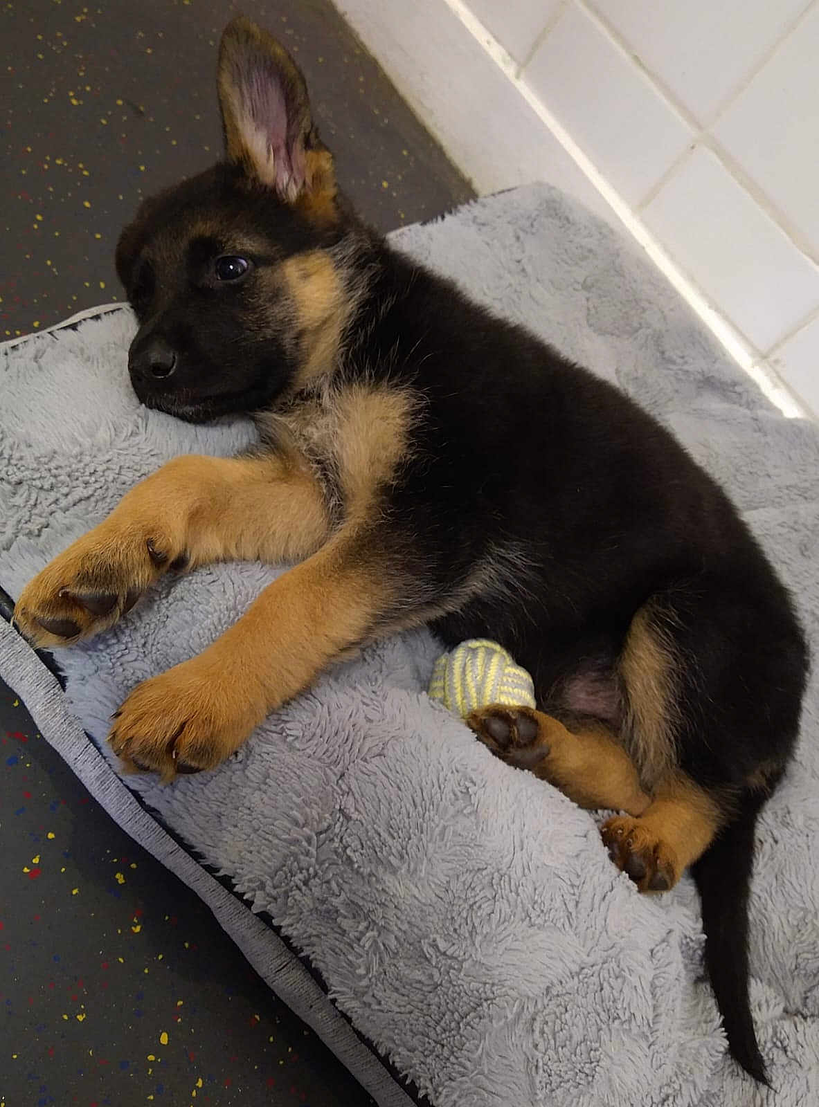 Kobe joined the competition — help win amazing prizes! puppy, german_shepherd, dog, pet, bed, toy, sleepy, fluffy, paw, black_and_tan, cute, indoors, resting, fur, young, animal, canine, companion, relaxed, lying_down