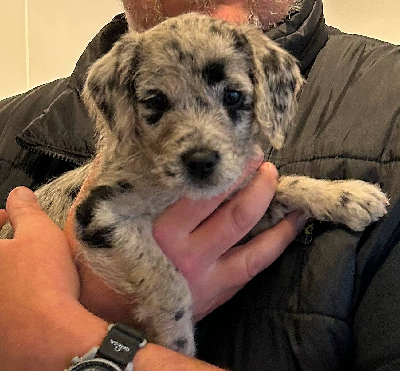 Pebbles is registered to the contest to win money with this photo: canidae, carnivore, clock, comfort, companion_dog, couch, dog, dog_breed, fur, non_sporting_group, puppy, sporting_group, watch, water_dog, working_animal