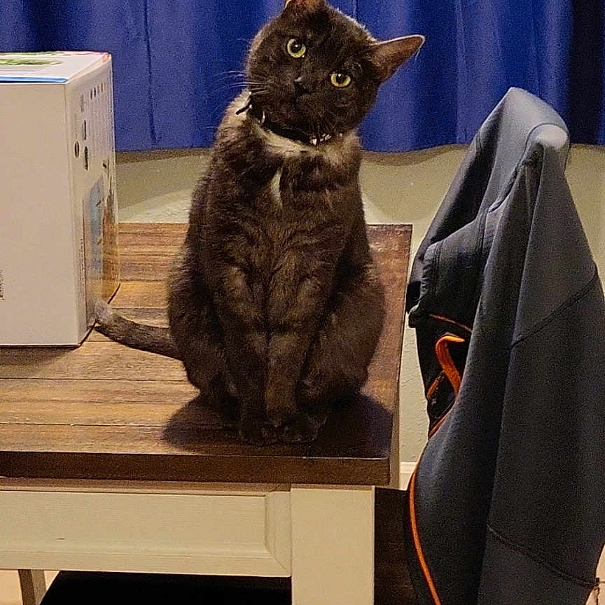 Salem is registered to the contest to win money with this photo: animal, architecture, bag, box, cat, chair, computer, computerhardware, desk, diningtable, electronics, furniture, hardware, hardwood, laptop, pc, pet, plywood, table, wood