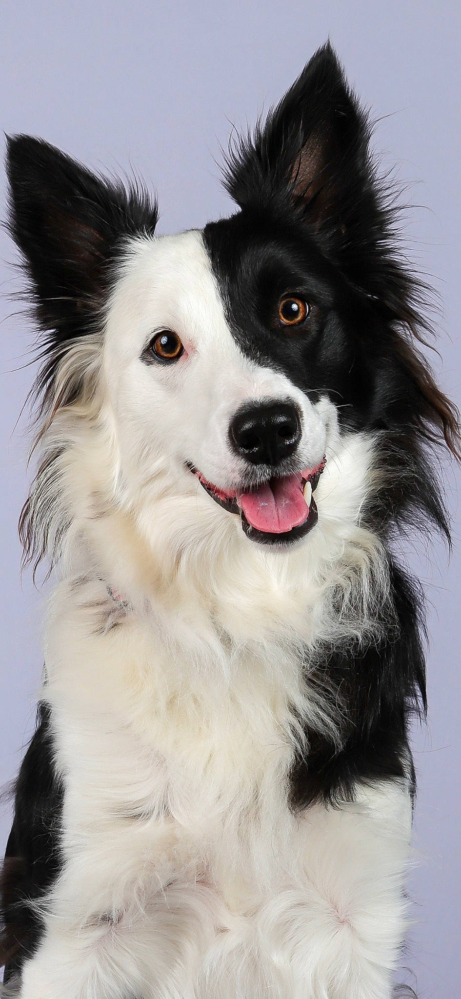 Samba participe au concours pour gagner de l'argent avec cette photo : ancient_dog_breeds, canidae, carnivore, collar, companion_dog, dog, dog_breed, dog_collar, fur, herding_dog, plant, snout, snow, sporting_group, whiskers, winter, working_dog