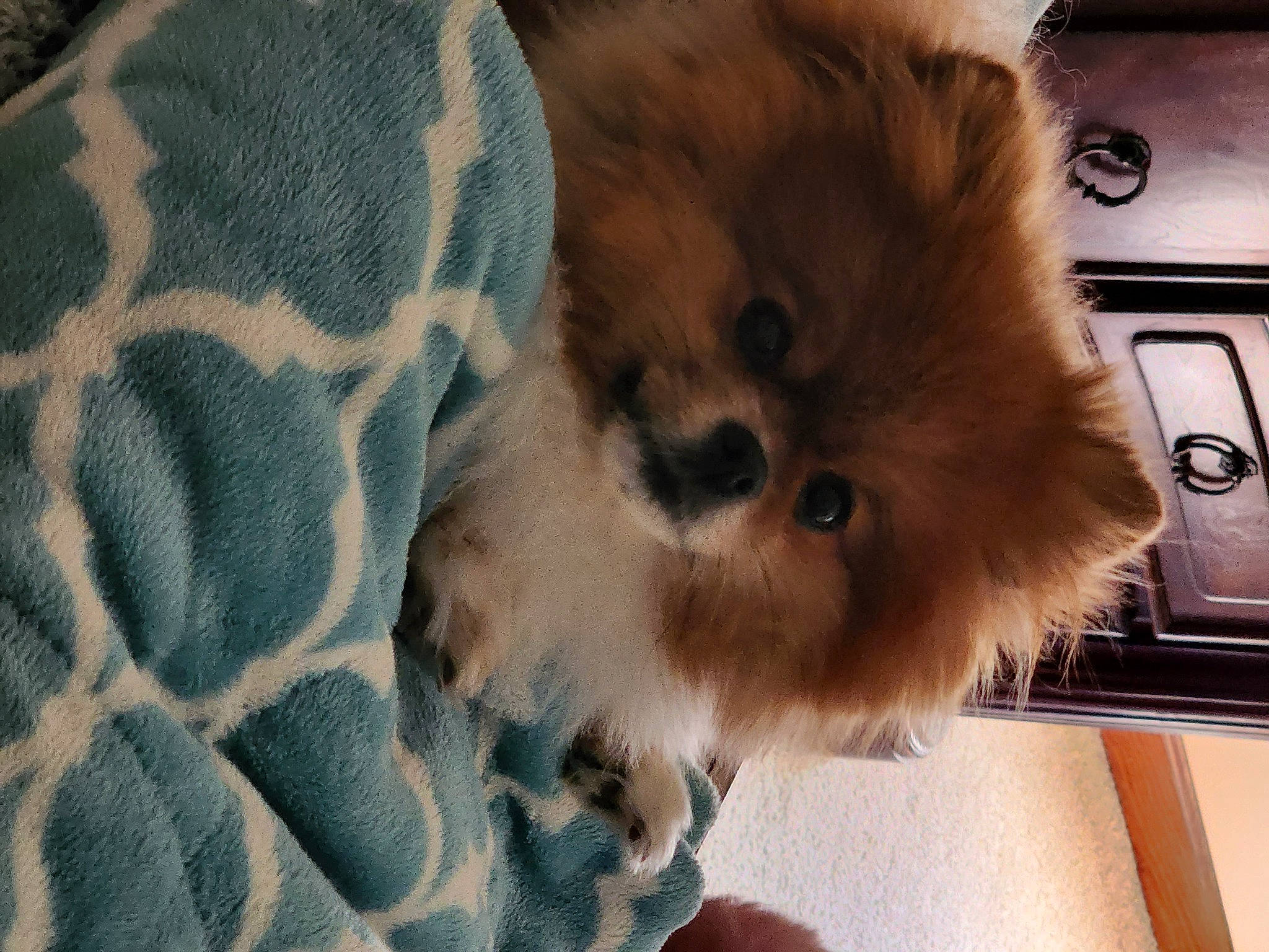 Athena joined the competition — help win amazing prizes! canidae, carnivore, companion_dog, dog, dog_breed, dog_supply, fawn, fur, german_spitz, german_spitz_klein, german_spitz_mittel, liver, pattern, snout, spitz, sporting_group, toy_dog, volpino_italiano, whiskers, working_animal