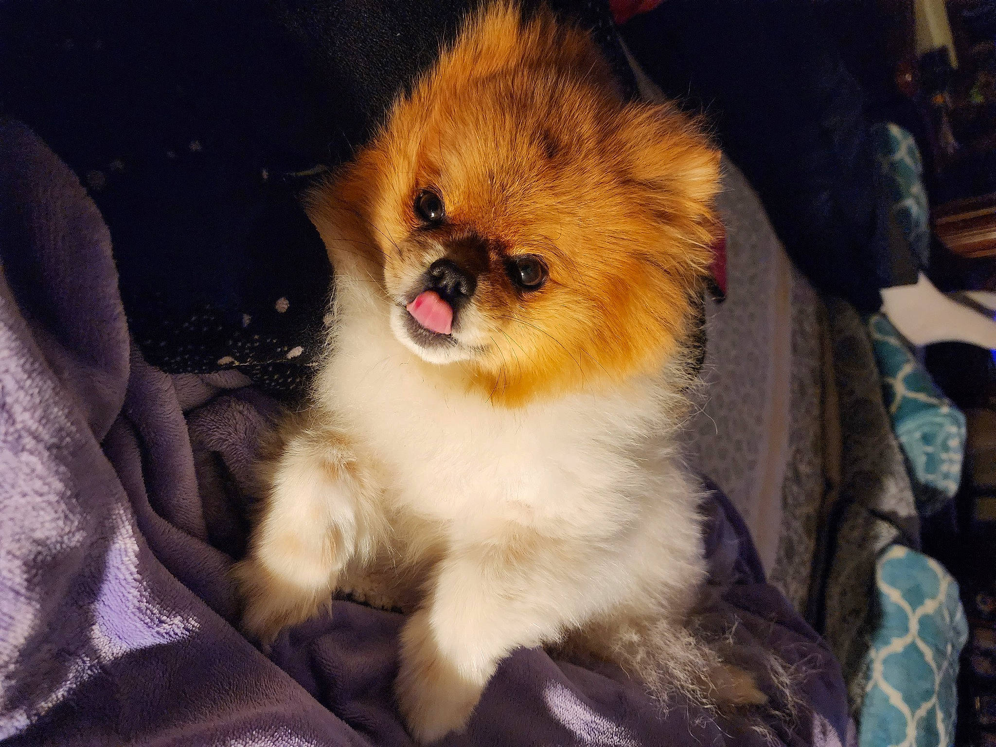 Athena joined the competition — help win amazing prizes! canidae, carnivore, companion_dog, dog, dog_breed, dog_supply, fawn, fur, german_spitz, german_spitz_klein, pet_supply, pomeranian, puppy, snout, spitz, sporting_group, toy_dog, volpino_italiano, whiskers, working_animal