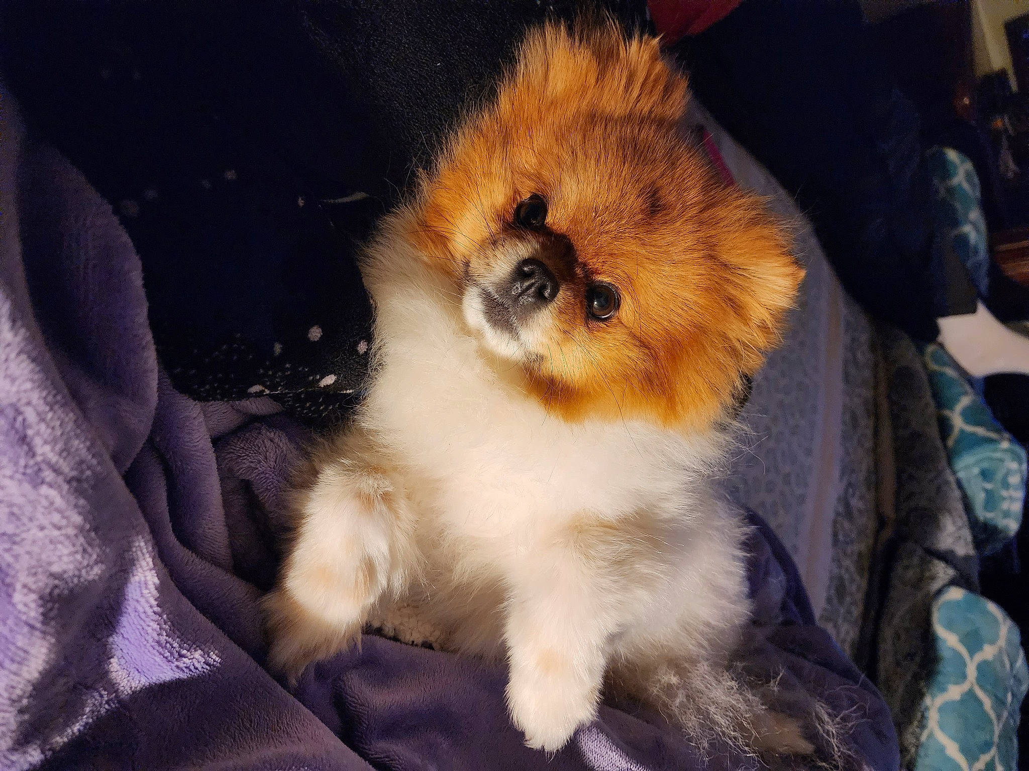 Athena joined the competition — help win amazing prizes! canidae, carnivore, companion_dog, dog, dog_breed, fawn, felidae, german_spitz, german_spitz_klein, german_spitz_mittel, pomeranian, small_to_medium_sized_cats, snout, spitz, sporting_group, tail, terrestrial_animal, toy_dog, whiskers, working_animal