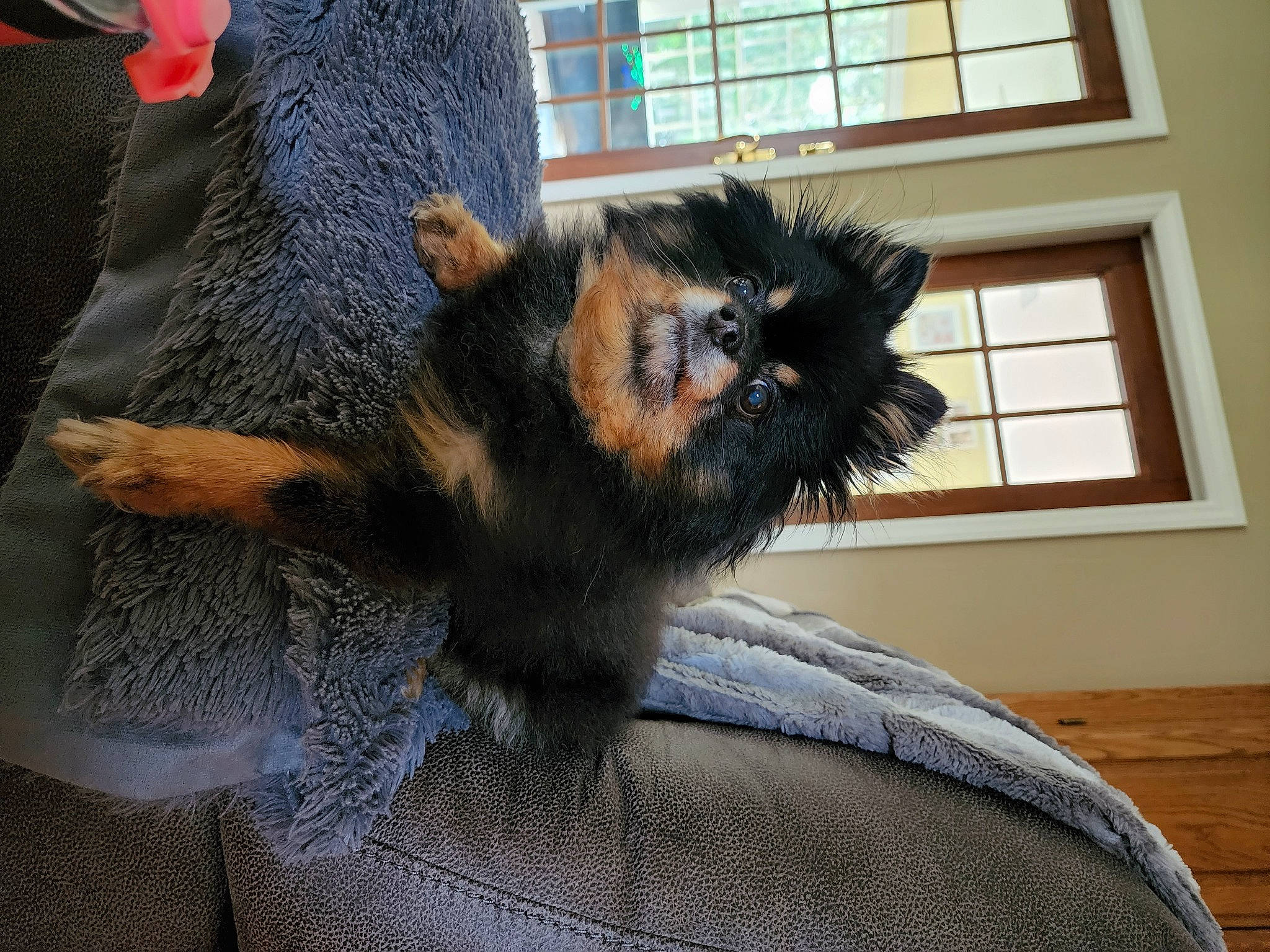 Nibblet is registered to the contest to win money with this photo: bat, canidae, carnivore, claw, companion_dog, dog_breed, fawn, felidae, fox_squirrel, fur, grey, paw, rodent, snout, squirrel, tail, terrestrial_animal, whiskers, window, wool