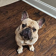 Ronin is registered to the contest to win money with this photo: dog, french_bulldog, pet, animal, indoor, wood_floor, tile_floor, flooring, ears, face, sitting, looking_up, cute, wrinkles, paws, home, wall, baseboard, light, canine