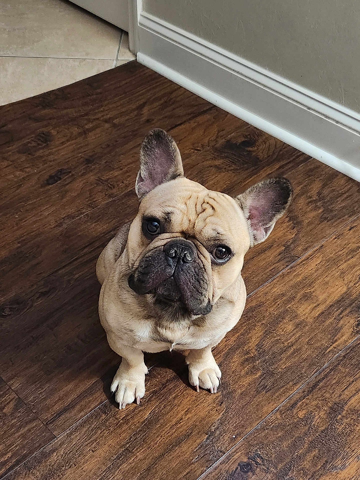 Ronin is registered to the contest to win money with this photo: dog, french_bulldog, pet, animal, indoor, wood_floor, tile_floor, flooring, ears, face, sitting, looking_up, cute, wrinkles, paws, home, wall, baseboard, light, canine