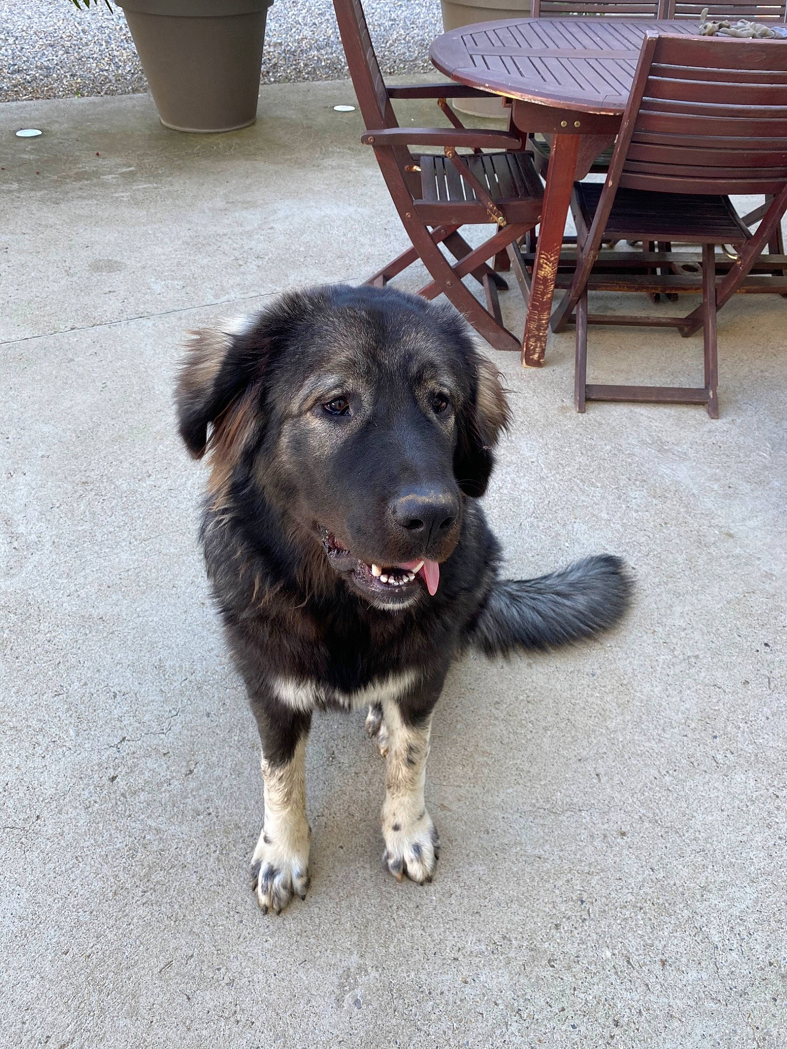 Slava a rejoint le concours — aidez-le/la à gagner de superbes lots ! armrest, canidae, carnivore, chair, companion_dog, dog, dog_breed, dog_collar, flooring, flowerpot, fur, leash, outdoor_bench, outdoor_furniture, outdoor_table, paw, plant, road_surface, snout, working_animal