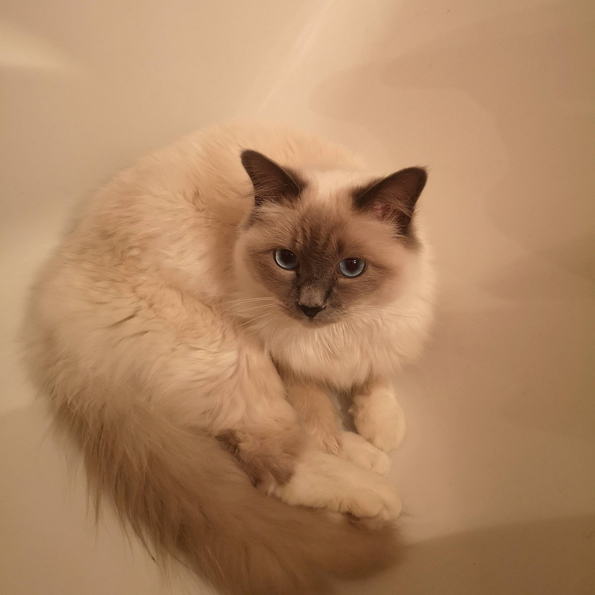 Shoko a rejoint le concours — aidez-le/la à gagner de superbes lots ! balinese, birman, carnivore, cat, claw, comfort, fawn, felidae, fur, paw, ragdoll, siamese, small_to_medium_sized_cats, snout, tail, terrestrial_animal, thai, whiskers