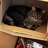 Leo is registered to the contest to win money with this photo: cat, tabby_cat, feline, pet, animal, cardboard_box, box, cozy, indoors, portrait, lying_down, sitting, green_eyes, collar, whiskers, striped_fur, storage, packaging, shea_brand, home