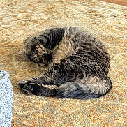 Leo joined the competition — help win amazing prizes! cat, sleeping, curled_up, fluffy, gray_fur, longhaired, pet, animal, indoor, rug, carpet, wood_floor, cozy, relaxed, resting, paws, tail, whiskers, home, cute