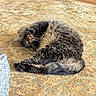 cat, sleeping, curled_up, fluffy, gray_fur, longhaired, pet, animal, indoor, rug, carpet, wood_floor, cozy, relaxed, resting, paws, tail, whiskers, home, cute