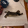 Leo joined the competition — help win amazing prizes! cat, tabby_cat, fluffy, longhaired, pet, animal, lying_down, stretching, relaxed, sleepy, indoor, rug, patterned_rug, handbag, lamp, hardwood_floor, home, textile, foot, cozy