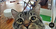 Leo joined the competition — help win amazing prizes! cat, tabby_cat, pet, animal, face, eyes, whiskers, nose, ears, close_up, indoors, living_room, wooden_floor, furniture, pet_enclosure, security_camera, surveillance, camera_interface, curious, home