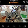 cat, tabby_cat, pet, animal, face, eyes, whiskers, nose, ears, close_up, indoors, living_room, wooden_floor, furniture, pet_enclosure, security_camera, surveillance, camera_interface, curious, home
