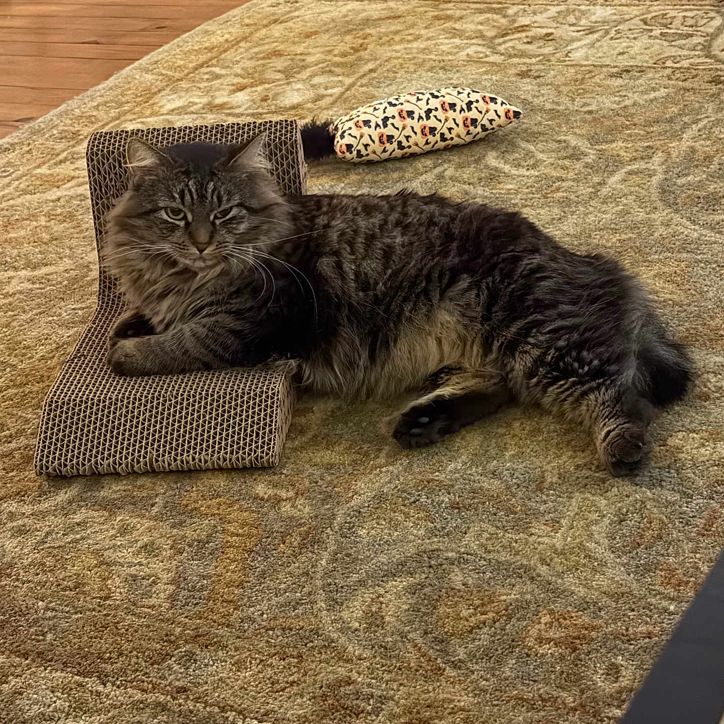 Leo joined the competition — help win amazing prizes! cat, fluffy_cat, long_hair, tabby, feline, pet, animal, lying_down, relaxed, carpet, rug, scratch_pad, cat_toy, leopard_print, living_room, hardwood_floor, shoes, indoor, whiskers, portrait