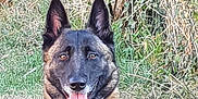 Jaja a rejoint le concours — aidez-le/la à gagner de superbes lots ! belgian_shepherd, belgian_shepherd_malinois, bohemian_shepherd, canidae, carnivore, dog, dog_breed, dutch_shepherd_dog, east_european_shepherd, german_shepherd_dog, herding_dog, king_shepherd, kunming_wolfdog, mammal, old_german_shepherd_dog, rare_breed_dog, shiloh_shepherd_dog, tervuren, vertebrate, working_dog