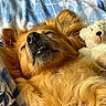 blanket, close_up, companion, cozy, cuddling, cute, dog, ears, fluffy, fur, golden, indoors, nap, pet, relaxed, resting, sleeping, snout, soft, teddy_bear