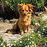 Laya participe au concours pour gagner de l'argent avec cette photo : animal, bushes, calm, canine, daisies, daylight, dog, flowers, fur, garden, greenery, nature, outdoor, path, peaceful, pet, plant, portrait, sitting, sunlight
