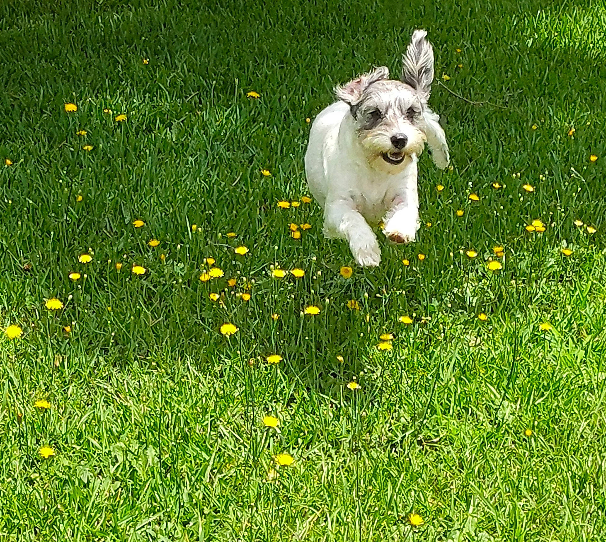 Abby is registered to the contest to win money with this photo: camomile, companion_dog, field, flower, flowering_plant, grass, grassland, groundcover, happy, herbaceous_plant, lawn, meadow, natural_landscape, nature, pasture, people_in_nature, petal, plant, prairie, shrub