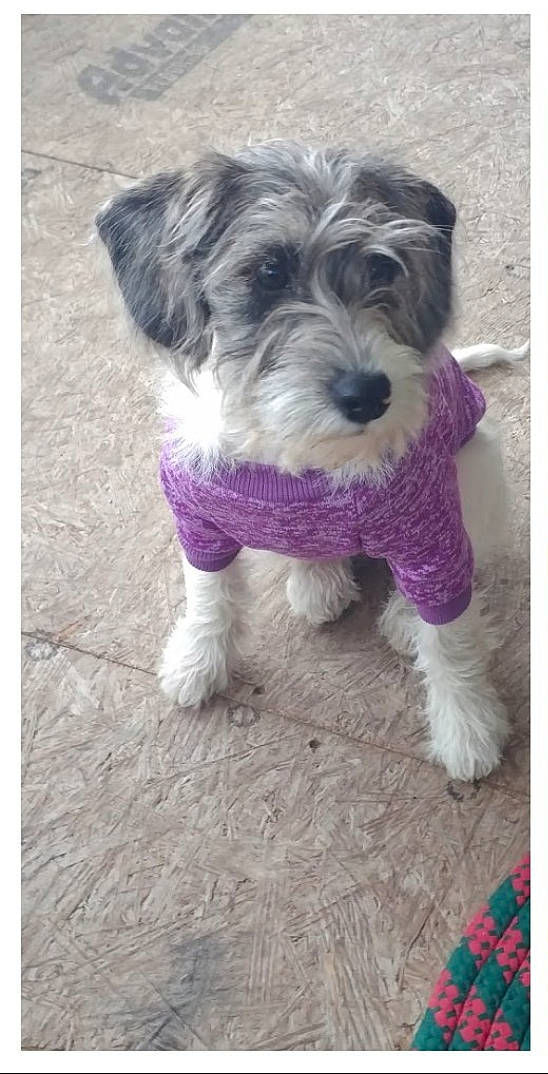 Abby joined the competition — help win amazing prizes! canidae, carnivore, companion_dog, dog, dog_breed, dog_clothes, dog_supply, fur, maltepoo, non_sporting_group, pet_supply, puppy, schnauzer, small_terrier, snout, sporting_group, terrier, toy_dog, water_dog, working_animal