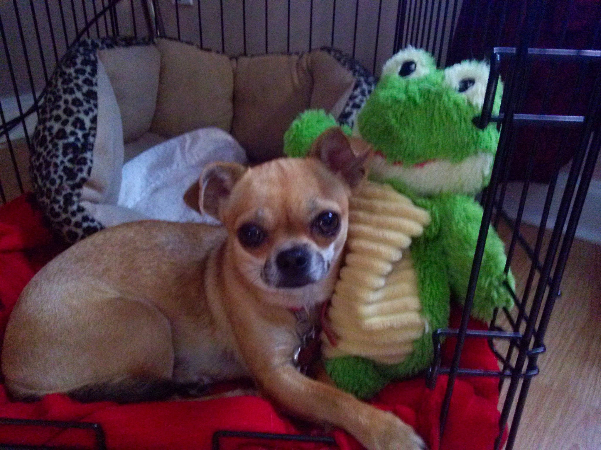 Miley joined the competition — help win amazing prizes! canidae, carnivore, chihuahua, comfort, companion_dog, couch, dog, dog_breed, dog_supply, fawn, fur, paw, pet_supply, snout, sporting_group, stuffed_toy, toy, toy_dog, whiskers, working_animal