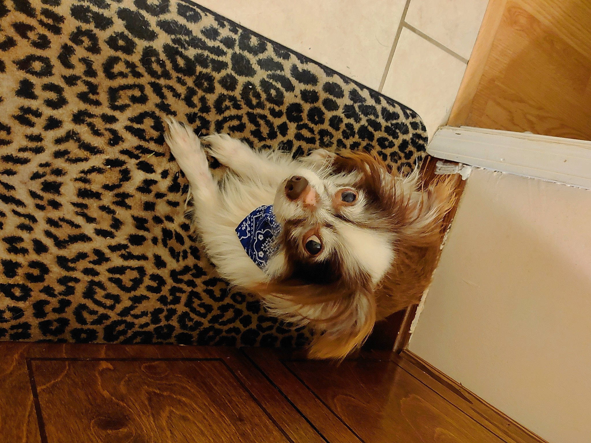 Ozzie joined the competition — help win amazing prizes! carnivore, cat, comfort, companion_dog, dog, dog_breed, fawn, felidae, floor, flooring, hardwood, laminate_flooring, small_to_medium_sized_cats, snout, tail, toy_dog, whiskers, wood, wood_flooring, working_animal