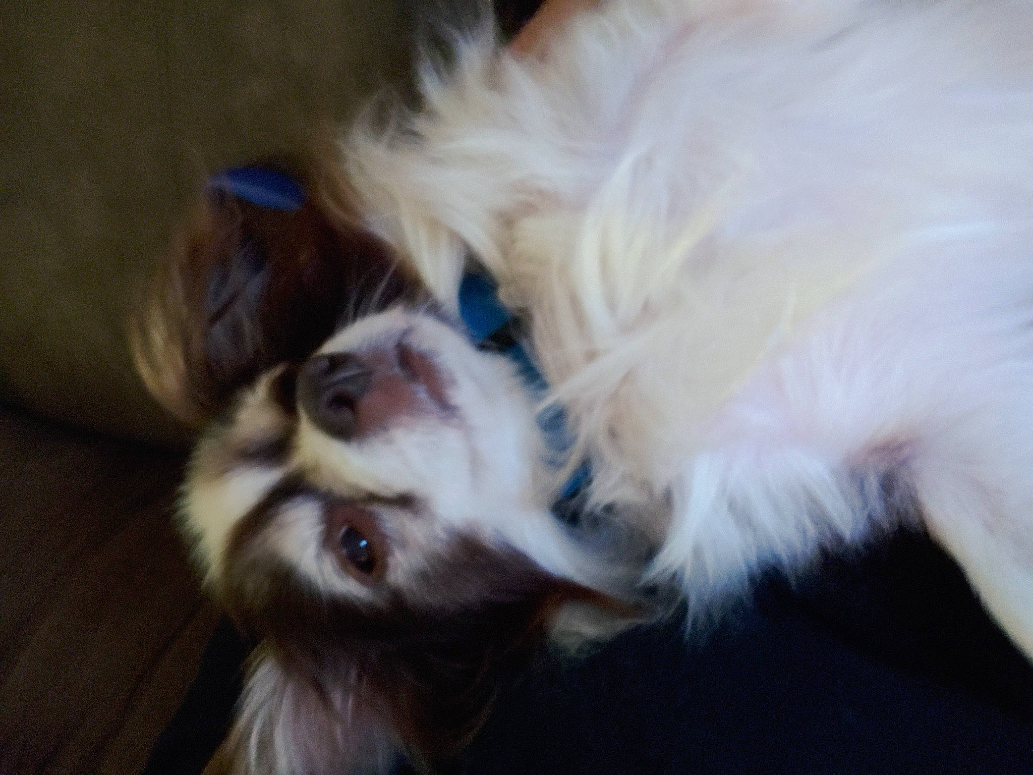 Ozzie joined the competition — help win amazing prizes! canidae, carnivore, companion_dog, dog, dog_breed, dog_supply, fawn, felidae, fur, liver, non_sporting_group, paw, puppy_love, small_to_medium_sized_cats, spaniel, sporting_group, terrier, toy_dog, whiskers, working_animal