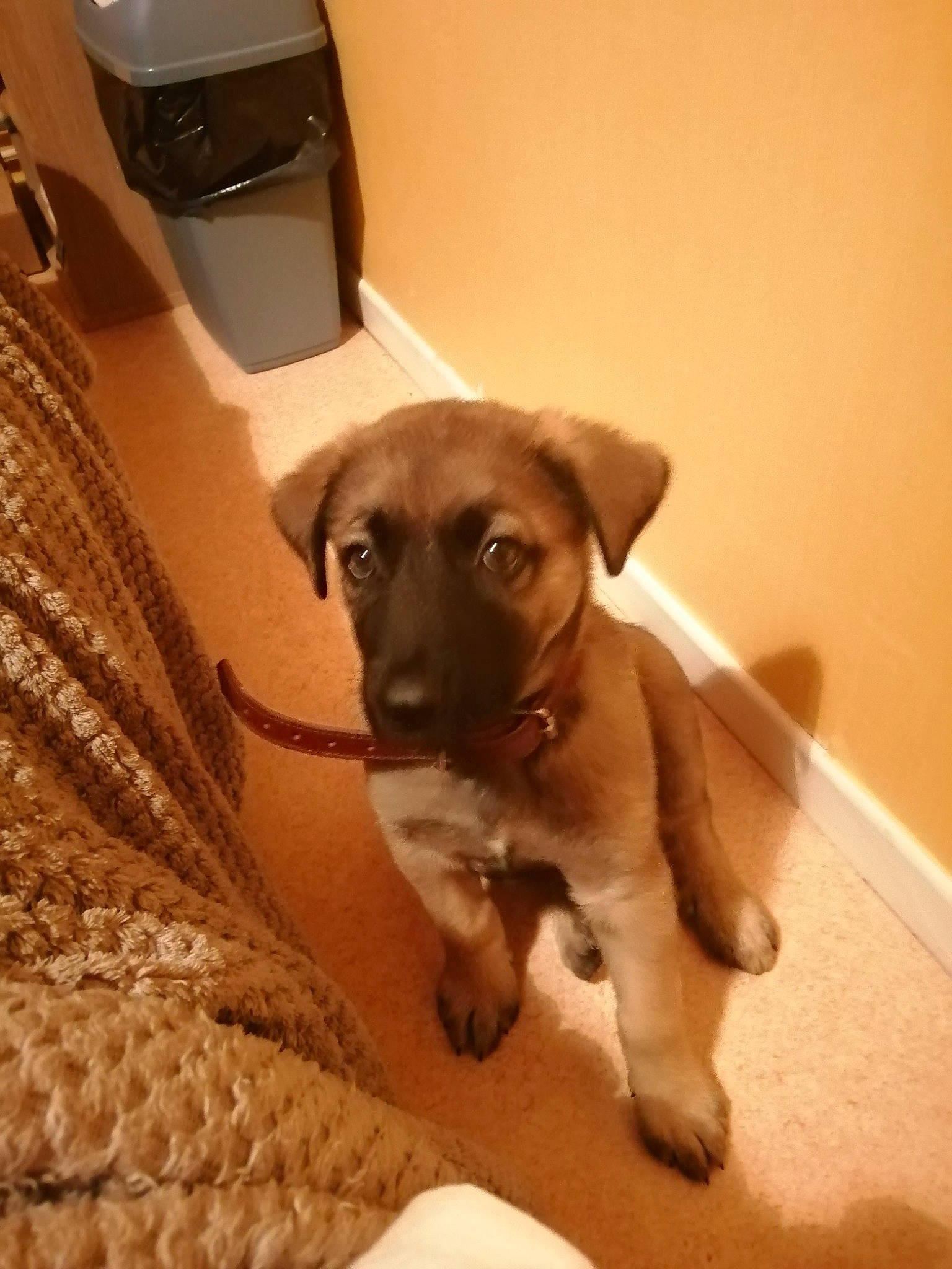 Irko a rejoint le concours — aidez-le/la à gagner de superbes lots ! carnivore, comfort, companion_dog, dog, dog_breed, dog_supply, fawn, floor, flooring, fur, hardwood, liver, mammal, pet_supply, snout, tail, toy_dog, whiskers, wood, working_animal