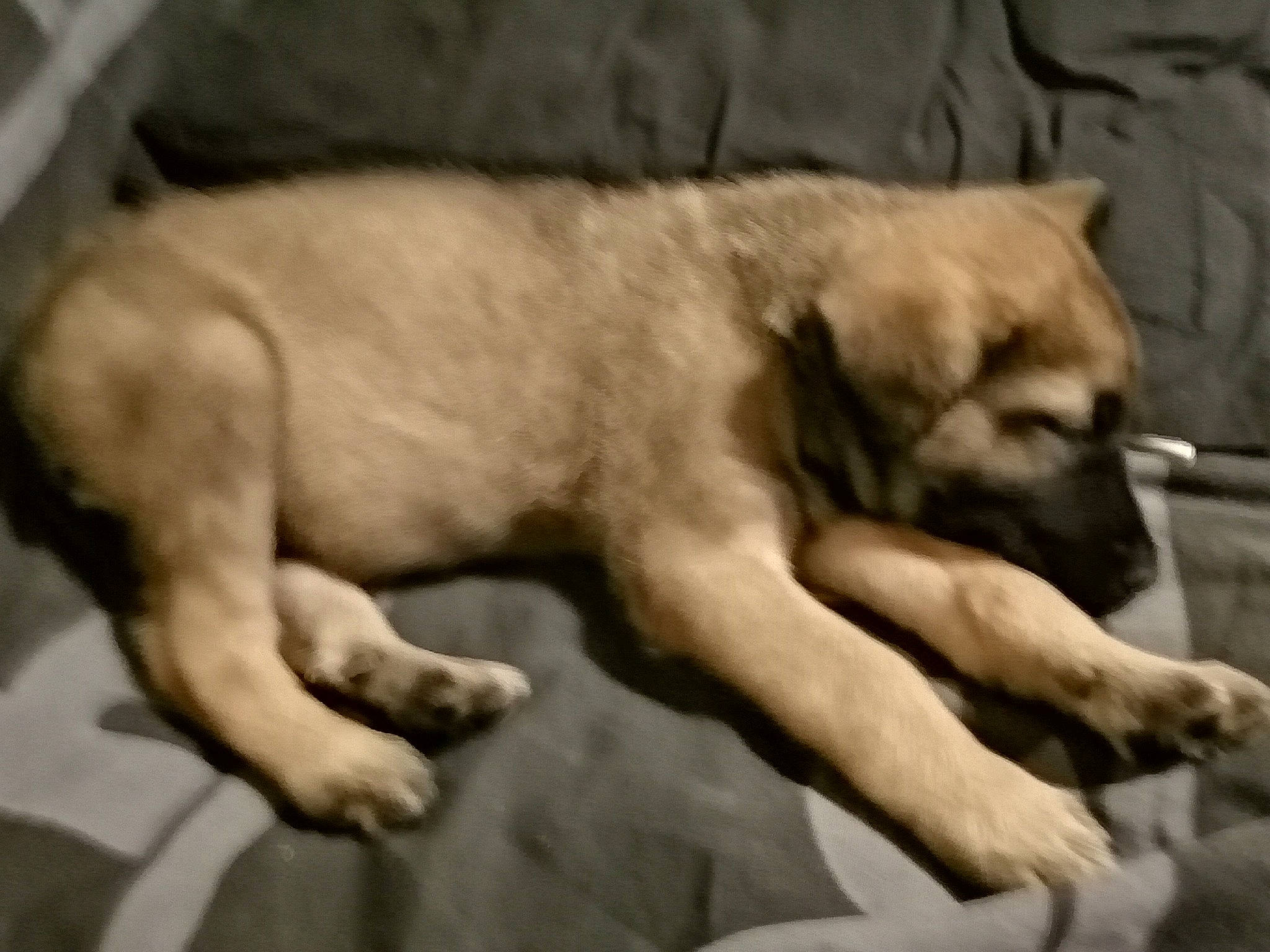 Irko a rejoint le concours — aidez-le/la à gagner de superbes lots ! ancient_dog_breeds, art, bored, canidae, carnivore, comfort, companion_dog, dog, dog_breed, fawn, foot, gesture, mammal, monochrome_photography, non_sporting_group, snout, sporting_group, terrestrial_animal, working_animal, wrinkle