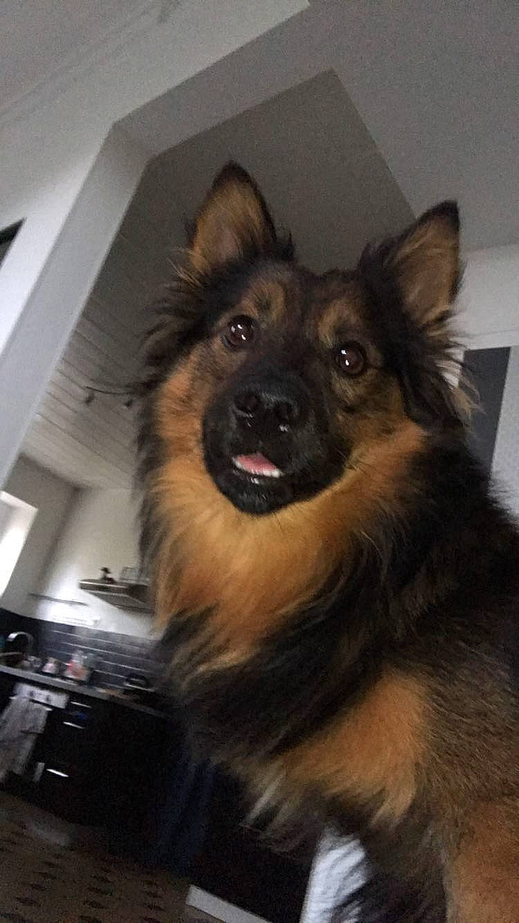 Orson a rejoint le concours — aidez-le/la à gagner de superbes lots ! belgian_shepherd, bohemian_shepherd, canidae, carnivore, companion_dog, dog, dog_breed, fawn, german_shepherd_dog, herding_dog, keeshond, king_shepherd, mammal, old_german_shepherd_dog, rare_breed_dog, snout, tervuren, vertebrate, working_dog