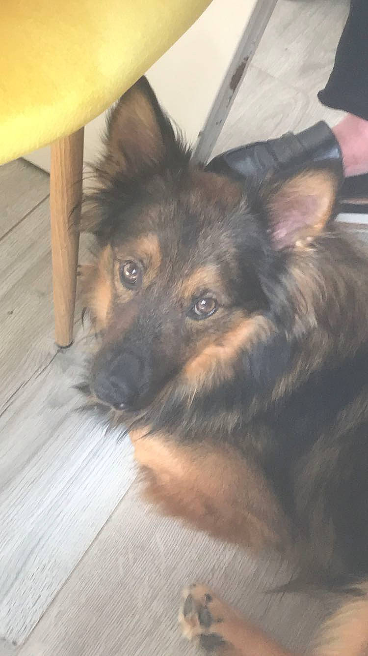 Orson a rejoint le concours — aidez-le/la à gagner de superbes lots ! bohemian_shepherd, canidae, carnivore, companion_dog, dog, dog_breed, ear, fawn, german_shepherd_dog, king_shepherd, mammal, old_german_shepherd_dog, puppy, rare_breed_dog, snout, vertebrate, working_dog