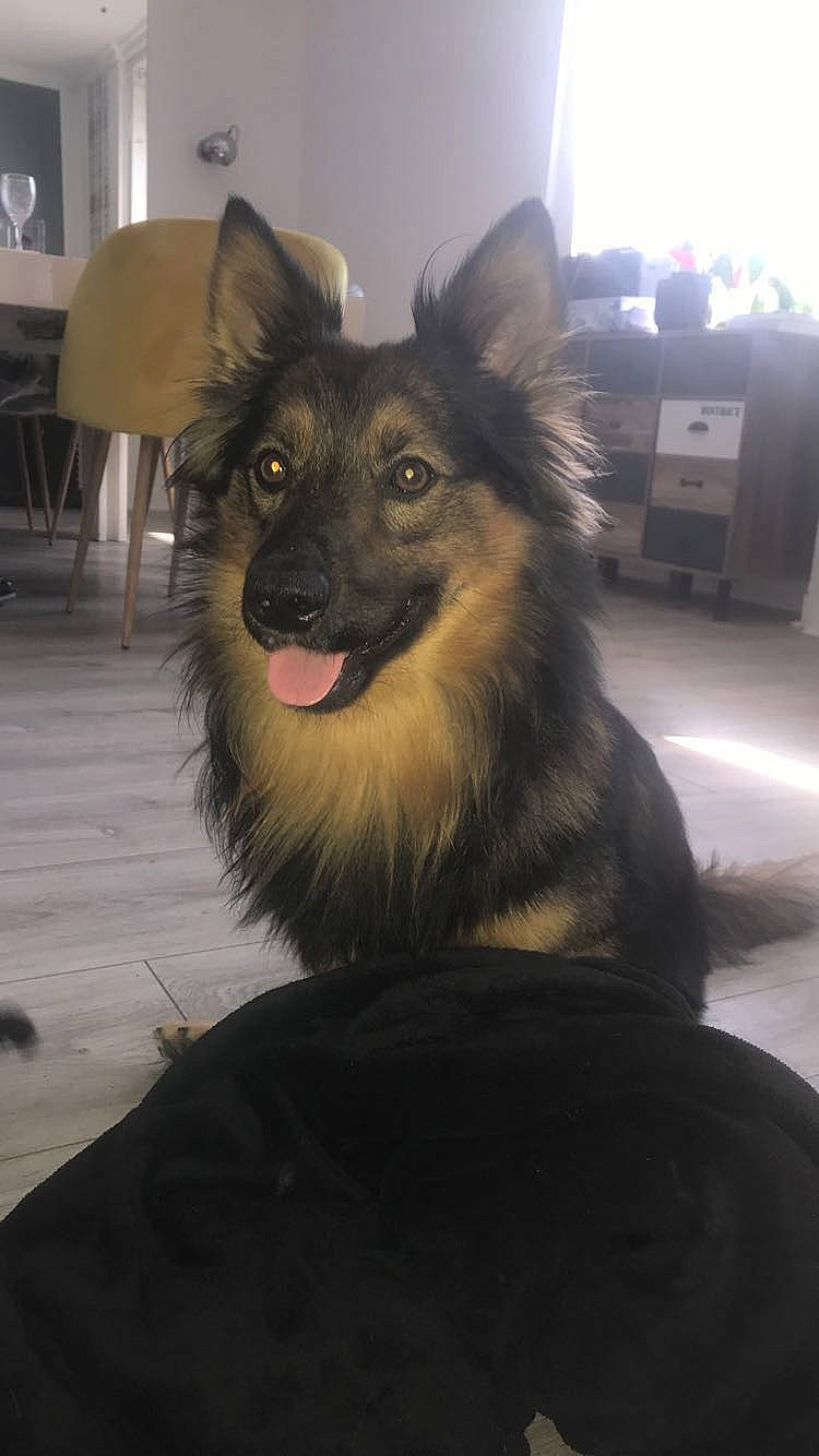 Orson a rejoint le concours — aidez-le/la à gagner de superbes lots ! belgian_shepherd, belgian_shepherd_malinois, bohemian_shepherd, canidae, carnivore, companion_dog, dog, dog_breed, german_shepherd_dog, king_shepherd, mammal, old_german_shepherd_dog, rare_breed_dog, shiloh_shepherd_dog, snout, tervuren, vertebrate