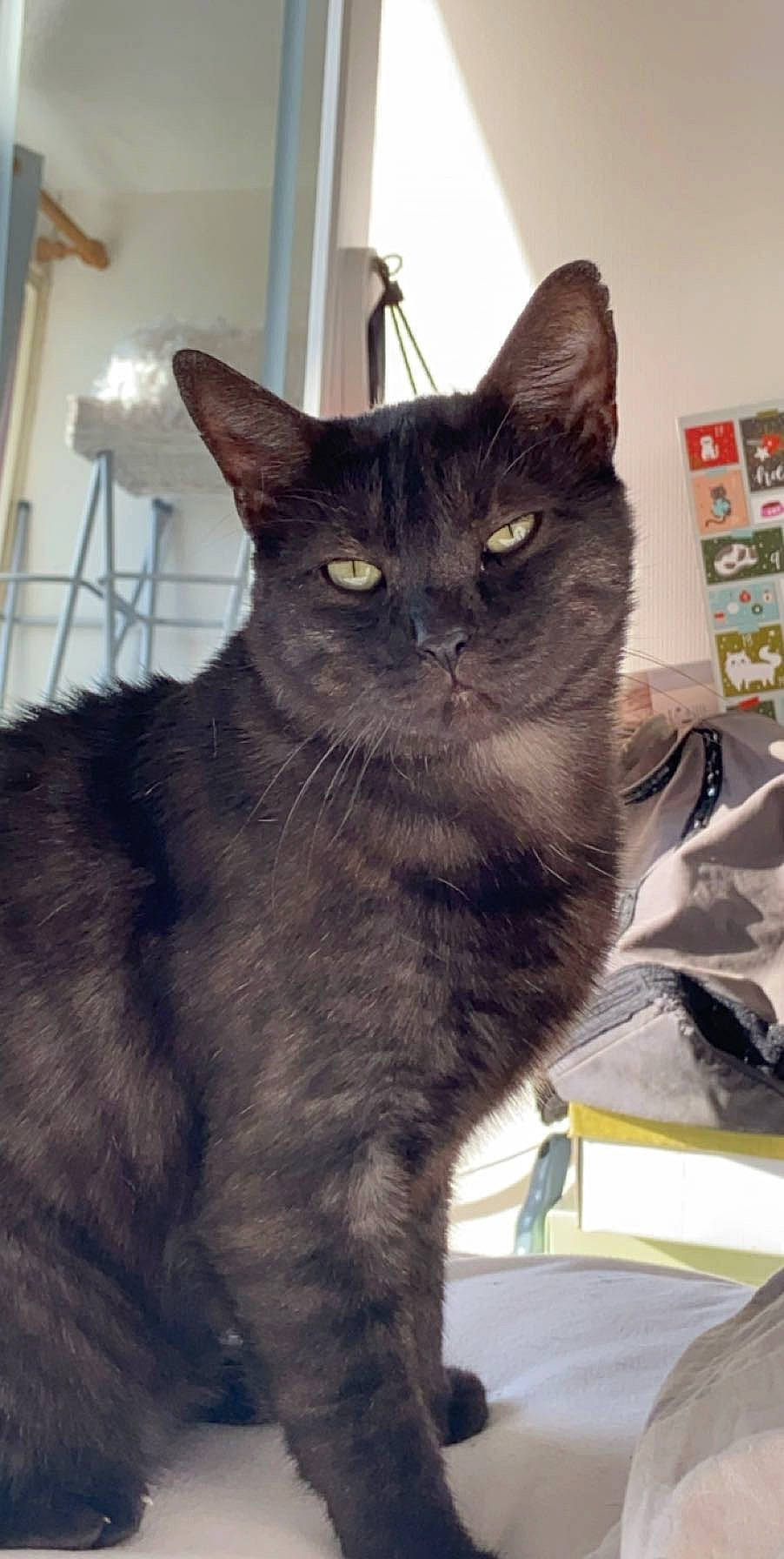 Scarface a rejoint le concours — aidez-le/la à gagner de superbes lots ! asian, black_cat, carnivore, cat, domestic_short_haired_cat, european_shorthair, felidae, german_rex, korat, mammal, nebelung, polydactyl_cat, small_to_medium_sized_cats, snout, tail, vertebrate, whiskers